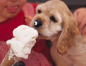 dog_ice_cream